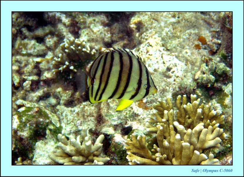 2005 - 08 - Redang  - 057.JPG